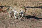 walking Leopard