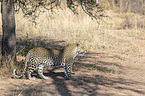 standing Leopard