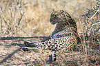 lying Leopard