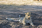 lying Leopard