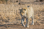 walking Leopard