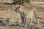 standing Leopard