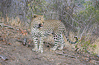 standing Leopard
