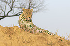 lying Leopard