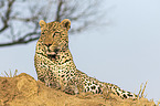 lying Leopard