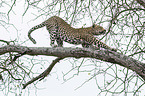 Leopard on a tree