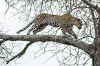 Leopard on a tree