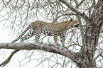 Leopard on a tree