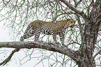 Leopard on a tree