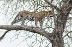 Leopard on a tree