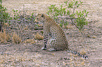 sitting Leopard