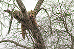 Leopard with prey