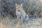 sitting Leopard