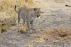 walking Leopard