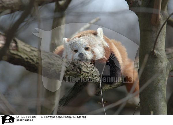 Kleiner Panda / lesser panda / SST-01108