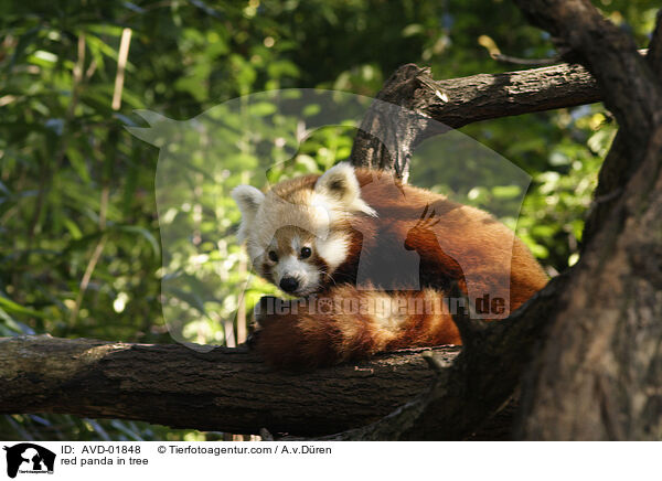 kleiner Panda auf Baum / red panda in tree / AVD-01848