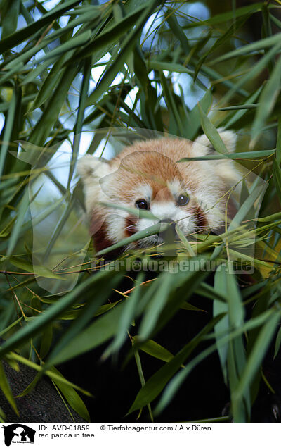 kleiner Panda auf Baum / red panda in tree / AVD-01859