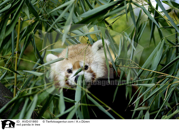 kleiner Panda auf Baum / red panda in tree / AVD-01860