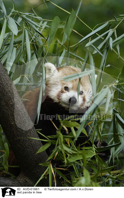 kleiner Panda auf Baum / red panda in tree / AVD-01861