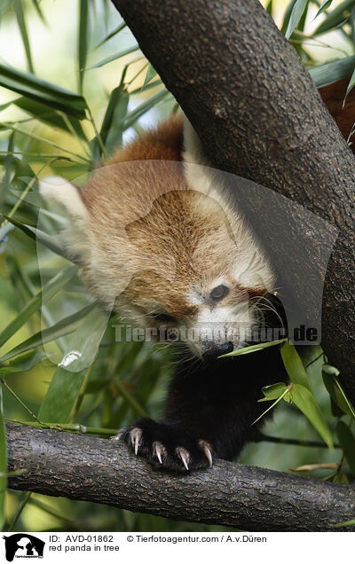 kleiner Panda auf Baum / red panda in tree / AVD-01862