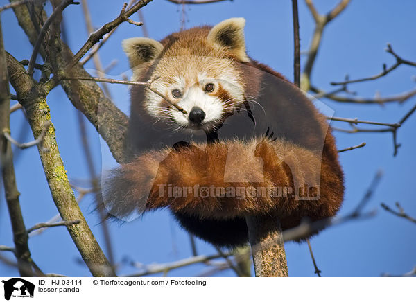 lesser panda / HJ-03414