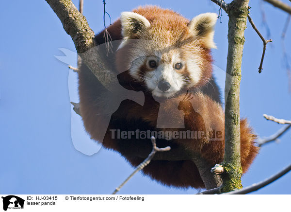 Kleiner Panda / lesser panda / HJ-03415