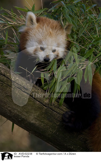 lesser Panda / AVD-02238