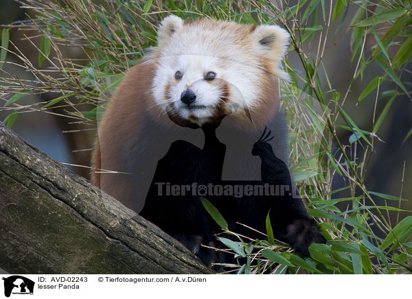 lesser Panda / AVD-02243