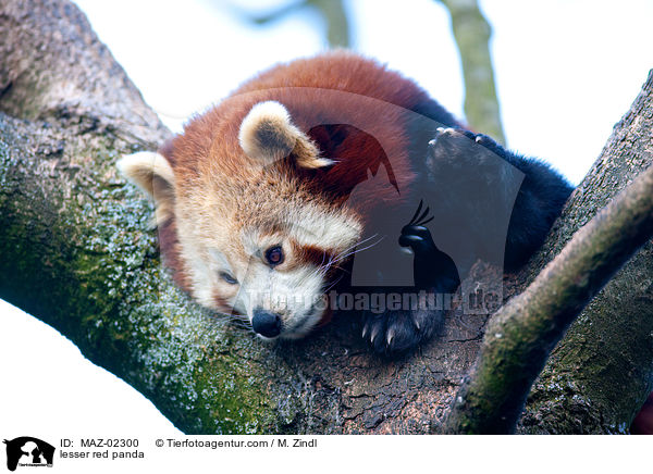 Kleiner Panda / lesser red panda / MAZ-02300