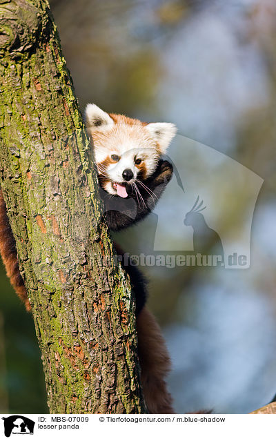 Kleiner Panda / lesser panda / MBS-07009