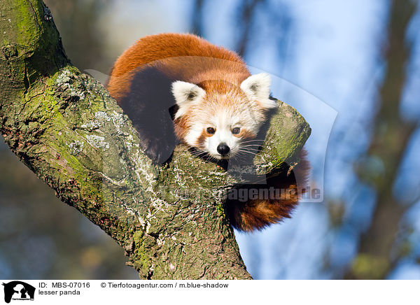 lesser panda / MBS-07016