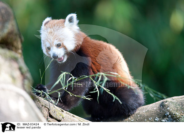 Kleiner Panda / lesser red panda / MAZ-03424