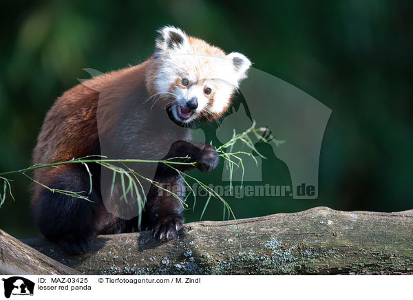 Kleiner Panda / lesser red panda / MAZ-03425