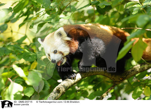 lesser panda / DMS-05715