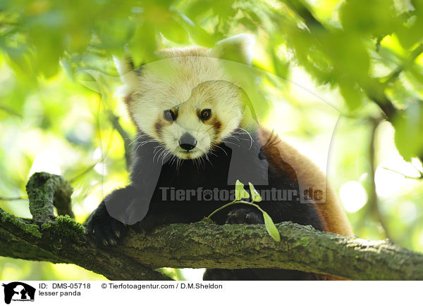 lesser panda / DMS-05718