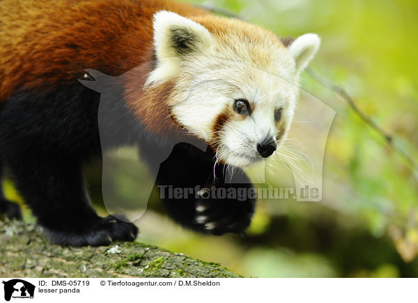 Kleiner Panda / lesser panda / DMS-05719