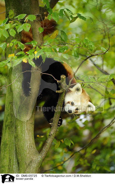 lesser panda / DMS-05725