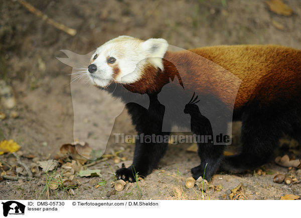 lesser panda / DMS-05730