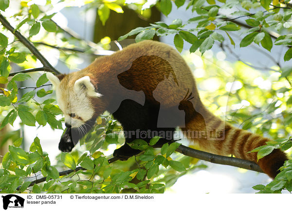 lesser panda / DMS-05731