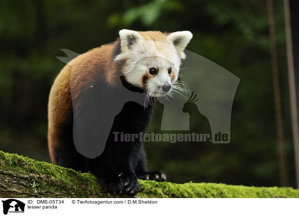 lesser panda / DMS-05734