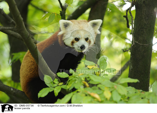 lesser panda / DMS-05736