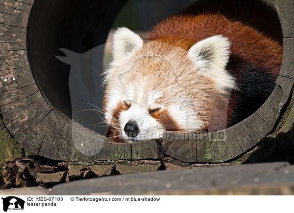 Kleiner Panda / lesser panda / MBS-07103
