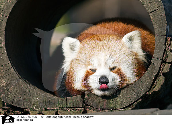 Kleiner Panda / lesser panda / MBS-07105