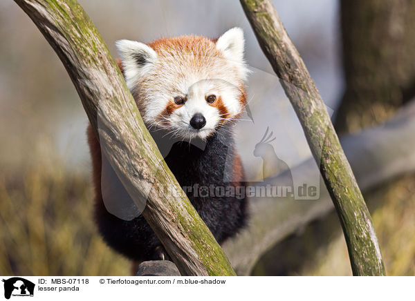 lesser panda / MBS-07118