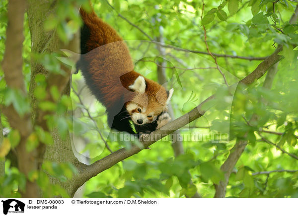 lesser panda / DMS-08083