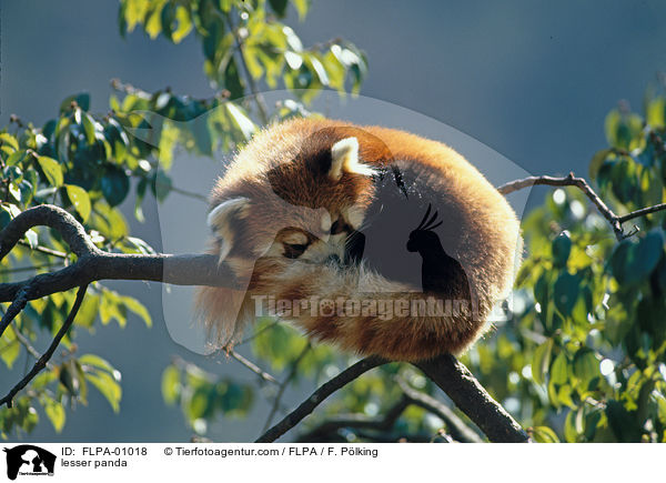 Kleiner Panda / lesser panda / FLPA-01018