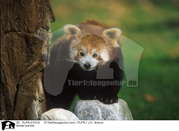 lesser panda / FLPA-01019