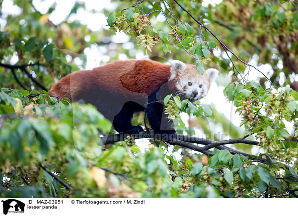 Kleiner Panda / lesser panda / MAZ-03951