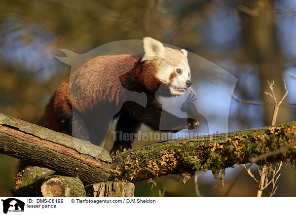 Kleiner Panda / lesser panda / DMS-08199