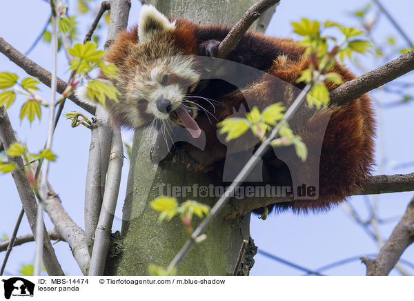Kleiner Panda / lesser panda / MBS-14474